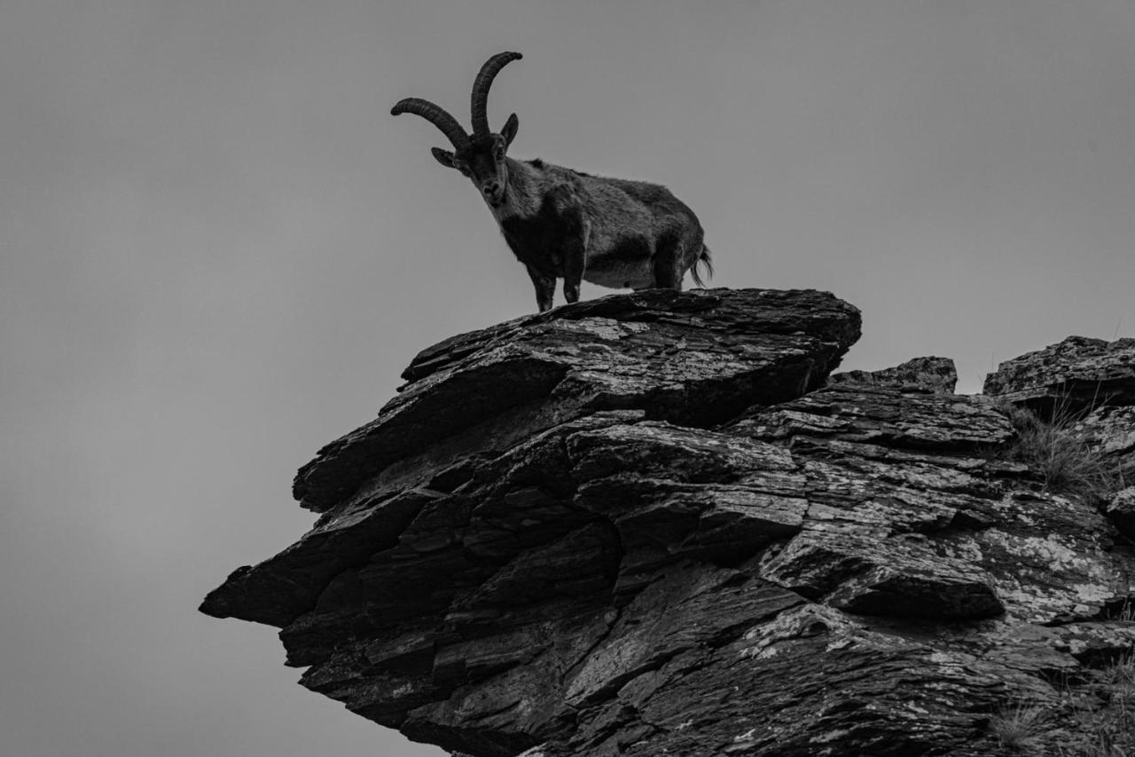 Catifalarga Alpujarra