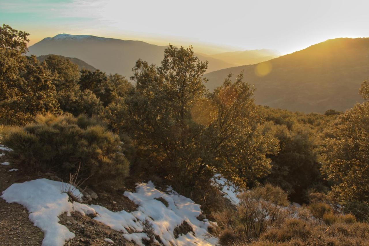 Catifalarga Alpujarra